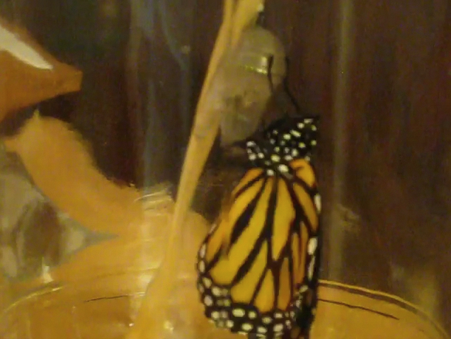 Photo/Movie of butterfly emerging from chrysalis
