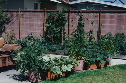 Photo of The Garden